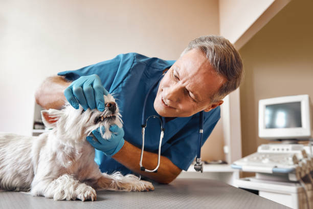 Best Emergency Dentist for Special Needs Patients in Arlington, OH